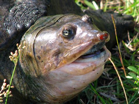 Soft Shell Turtle Face & Mouth Close Up - Fairchild Tropic… | Flickr