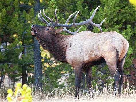 Elk With Big Antlers Bugling At by Birdimages