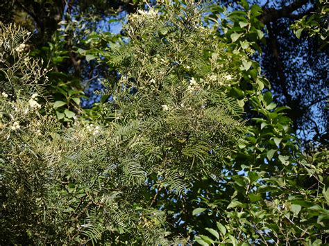 Acacia mearnsii De Wild. | Fabaceae (pea, or legume family) … | Flickr