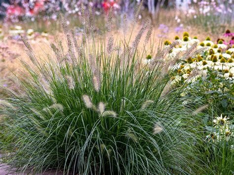 Pennisetum Care And Growing Complete Guide