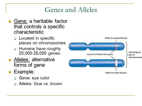 Genes and Alleles | Chromosome, Genetics, Human genome