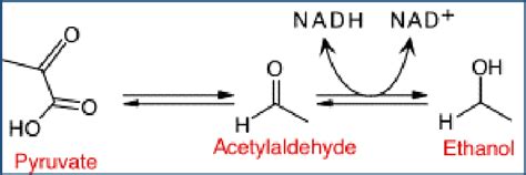 4: Reduction of acetaldehyde to ethanol through the oxidation of NADH ...