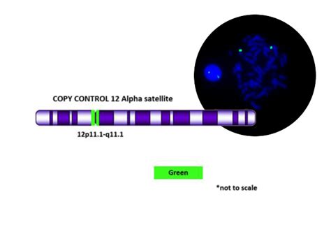 COPY CONTROL 12 Green FISH PROBE - Biocare Medical