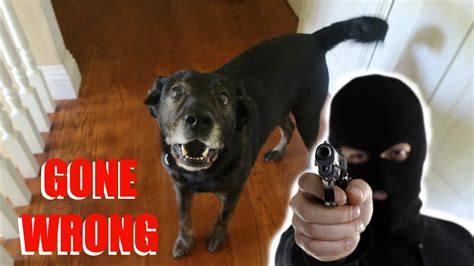 Burglar PRANK on my Dog! (GONE WRONG) - YouTube