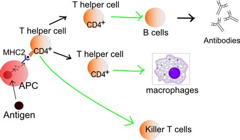 T helper cell - wikidoc