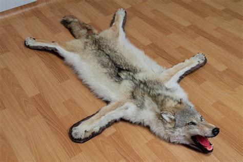 SIBERIAN GRAY WOLF TAXIDERMY RUG MOUNT WITH HEAD - GREY WOLF MOUNTED PELT, FUR, SKIN, HIDE FOR ...