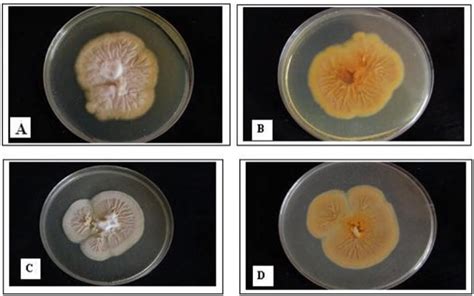 Epidermophyton floccosum- An Overview