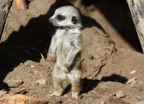 Meerkat Facts For Kids & Adults: Pictures, Video & In-Depth Information.