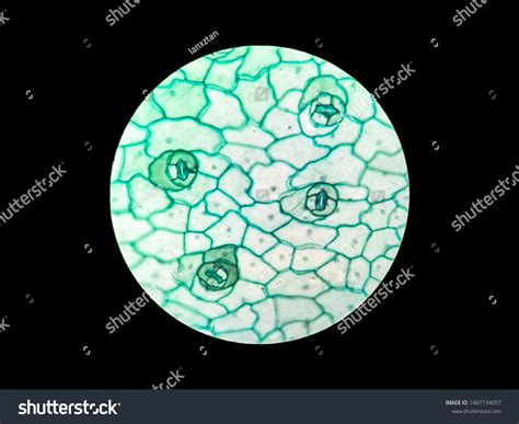 Stomata Under Microscope 200x Magnification Stock Photo 1407134057 ...