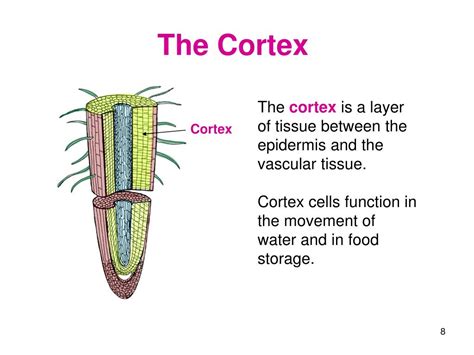 PPT - Plant Science PowerPoint Presentation, free download - ID:1159352