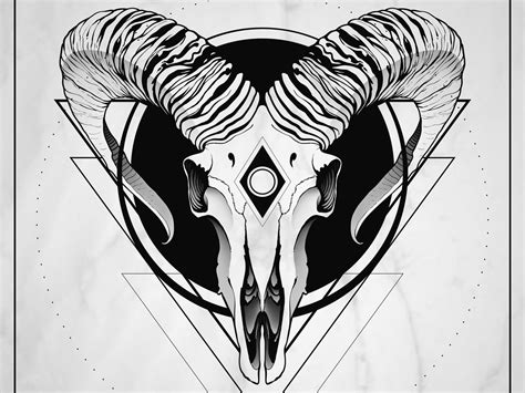 Mouflon skull by Berta Dániel on Dribbble