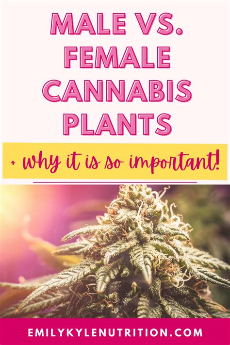 Male vs. Female Cannabis Plants » Why Its Important » Emily Kyle Nutrition – Freejoint