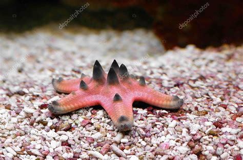 Seastar Stock Photo by ©LCalek 5305781