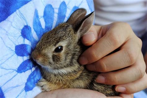 How To Be Prepared When Expecting Baby Rabbits - Your Pet Planet