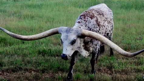 Texas longhorn breaks Guinness World Record for nearly 11-foot horns - ABC News