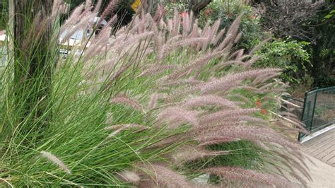 Pennisetum alopecuroides – PlantRight