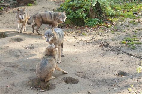 Gray Wolves stock photo. Image of predators, playing - 29054878