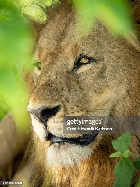 Lions Eating Prey Photos and Premium High Res Pictures - Getty Images