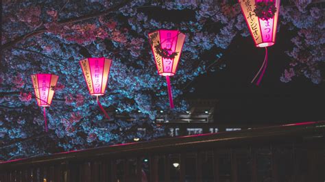 2560x1440 Japan Night Cherry Blossom Trees Lantern Glowing Night 1440P ...