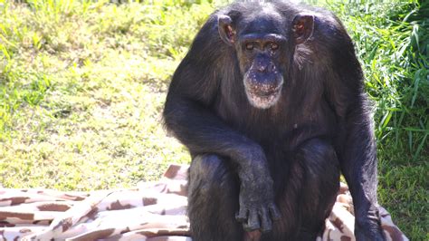 Opinion | The World’s Smartest Chimp Has Died - The New York Times