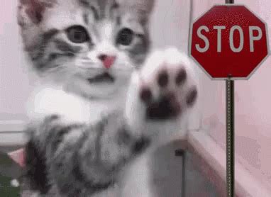 Stop Funny Animal GIF – Stop Funny Animal Cat – discover and share GIFs