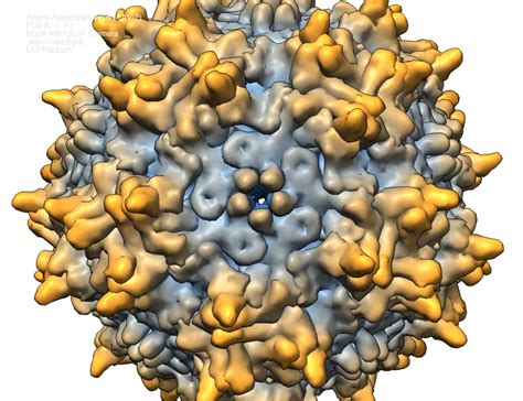 Adeno-associated virus (PDB ID: 1LP3) – Biochemistry Computational Research Facility (BCRF) – UW ...