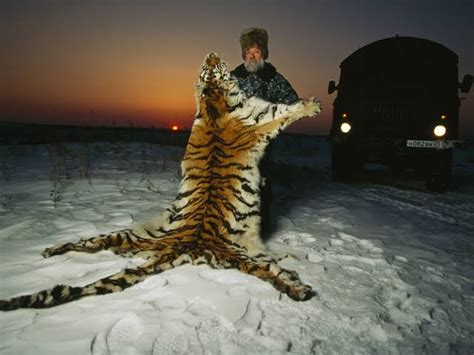 Harimau Siberia Diburu Malam Hari, Diambil Bagian Tubuhnya