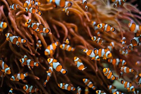 Clownfish Eggs: Complete Guide to Breeding Clownfish