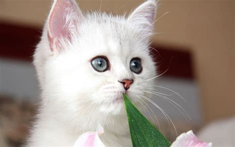 Cute Kitten - Kittens Wallpaper (16123546) - Fanpop