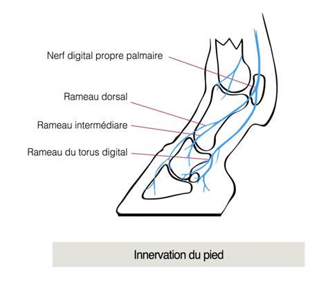 pied du cheval-sabot cheval-anatomie pied cheval | sabot-cheval.com