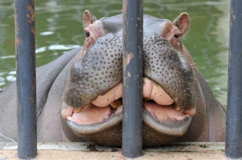 hippopotamus..