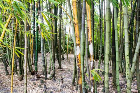 Japanese Garden Bamboo 2 | Morikami Museum & Japanese Garden… | Flickr