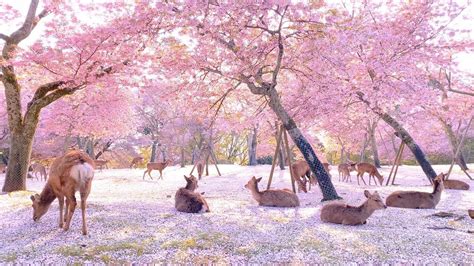 【奈良公園の鹿と桜】Deer and cherry blossoms in Nara Park - YouTube | Deer, Japanese cherry, Cherry blossom