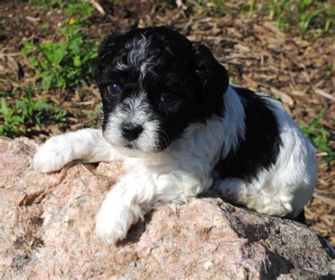 Hypoallergenic & Non Shedding Puppies for Sale - Illinois | DreamCatcher Hill Puppies