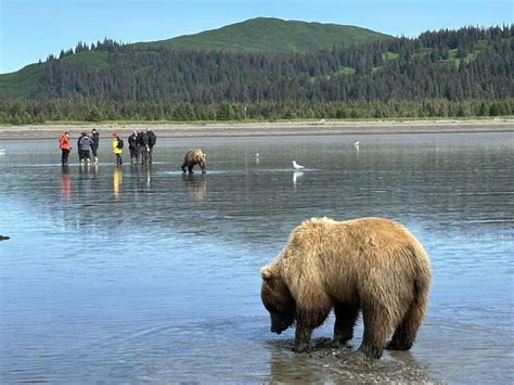 Bear Viewing Report – 31st August 2023 | Bear Viewing in Alaska