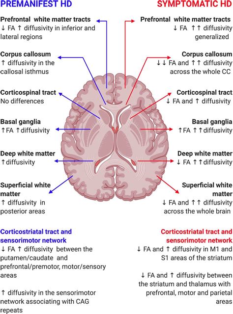 Diffusion imaging in Huntington’s disease: comprehensive review ...