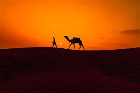 Camel Desert Sunset Wallpaper