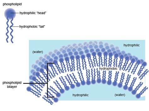 Structure and Function and Energy Flow and Enzymes | Energy flow, Cell membrane, Structure and ...