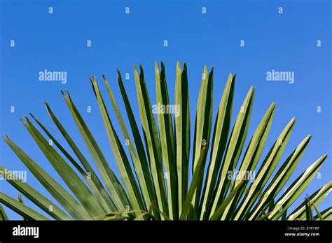 Leaves of a Fan palm Stock Photo - Alamy