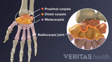 Wrist Joint Anatomy