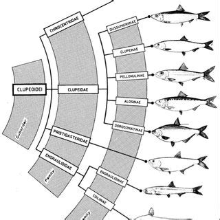 1 Clasificación del Orden Clupeiformes. (FAO Species catalogue.Vol.7... | Download Scientific ...