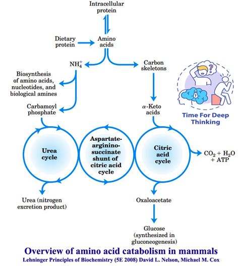 MCQs on amino acid degradation pathways - Biotech MCQ