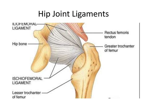 PPT - Ultrasound Basics of the Hip PowerPoint Presentation, free ...