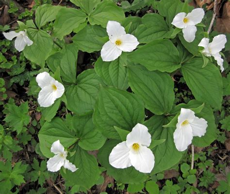 Trillium grandiflorum (Great White Trillium, Large-Flowered Trillium ...