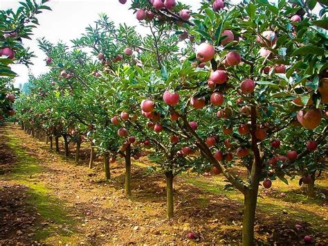 Fuji Apple Trees For Sale | The Tree Center™