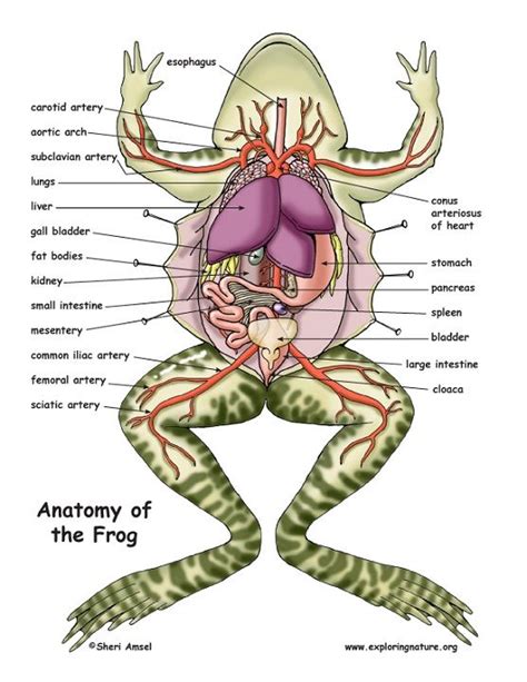 Frog Internal Anatomy Diagram Labeled