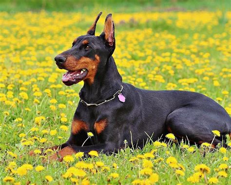 Doberman Wallpapers - Top Free Doberman Backgrounds - WallpaperAccess