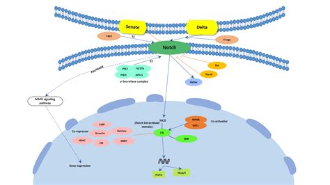 Notch信号通路signaling pathway-武汉华美生物