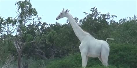 Rare White Giraffe And Her Baby Caught On Film - Videos - The Dodo