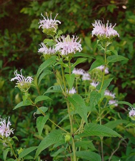 Wild Bergamot (Monarda fistulosa) in Alberta